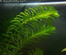 Pondweed